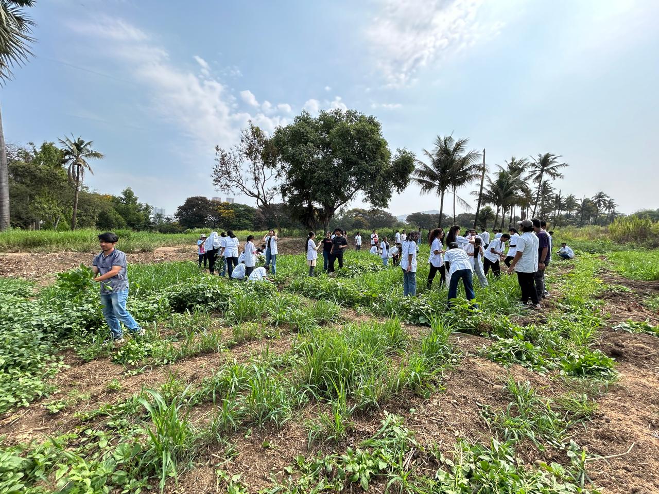 Students participation in fodder production